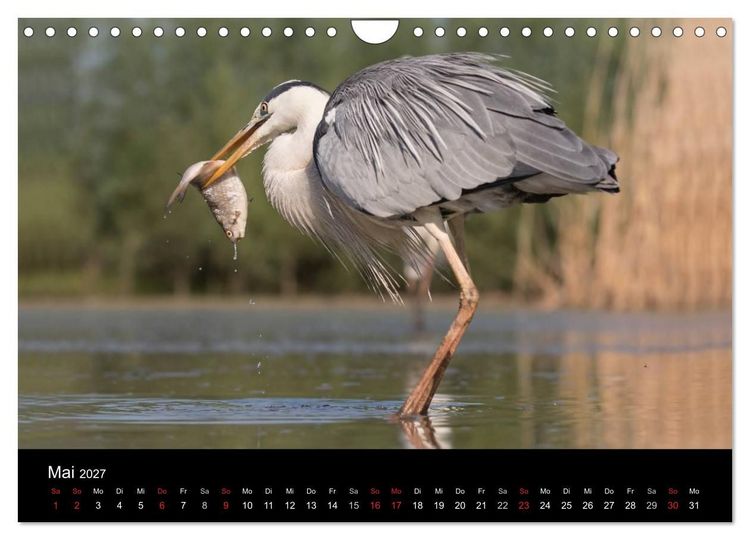 Produktbild: Reiher - Der Tanz auf dem Wasser (Wandkalender 2027 DIN A4 quer), CALVENDO Monatskalender