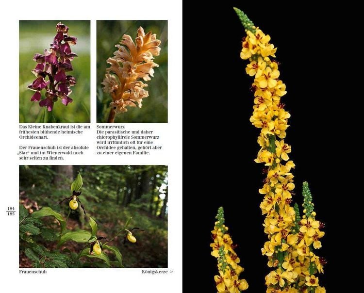 Produktbild: Blumen einst und jetzt