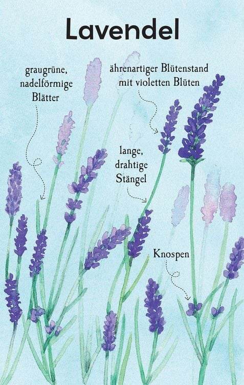 Produktbild: Natur-Entdecker-Karten: Unsere heimischen Blumen