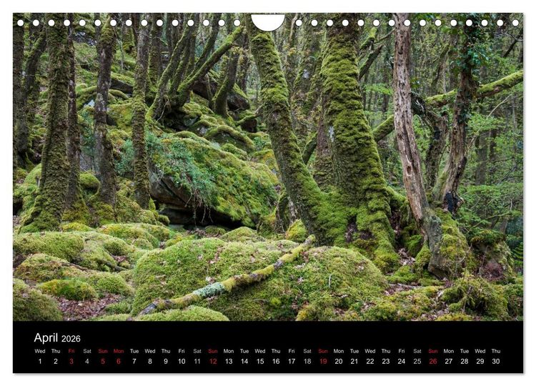 Produktbild: Scenes from Pembrokeshire (Wall Calendar 2026 DIN A4 landscape), CALVENDO 12 Month Wall Calendar