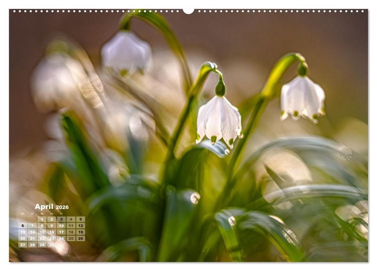 Produktbild: Fr&uuml;hlingstr&auml;ume in Wei&szlig; (hochwertiger Premium Wandkalender 2026 DIN A2 quer), Kunstdruck in Hochglanz
