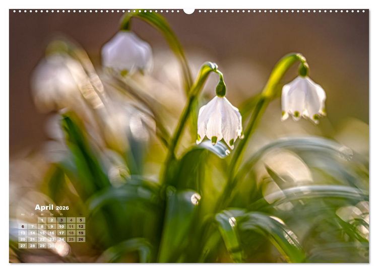 Produktbild: Fr&uuml;hlingstr&auml;ume in Wei&szlig; (Wandkalender 2026 DIN A2 quer), CALVENDO Monatskalender