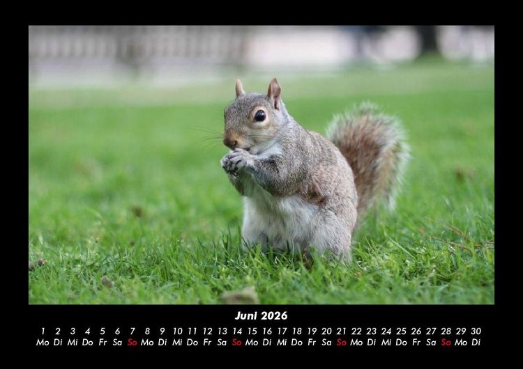 Produktbild: Waldbewohner 2026 Fotokalender DIN A3