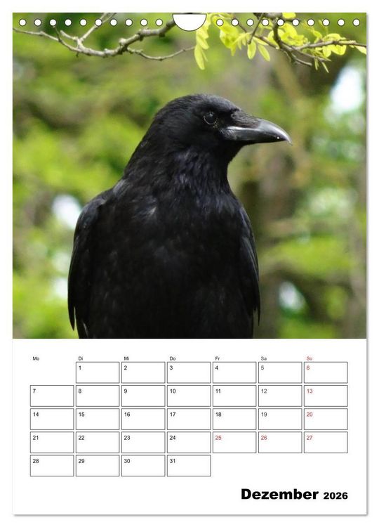 Produktbild: Rabenv&ouml;gel Terminplaner (Wandkalender 2026 DIN A4 hoch), CALVENDO Monatskalender