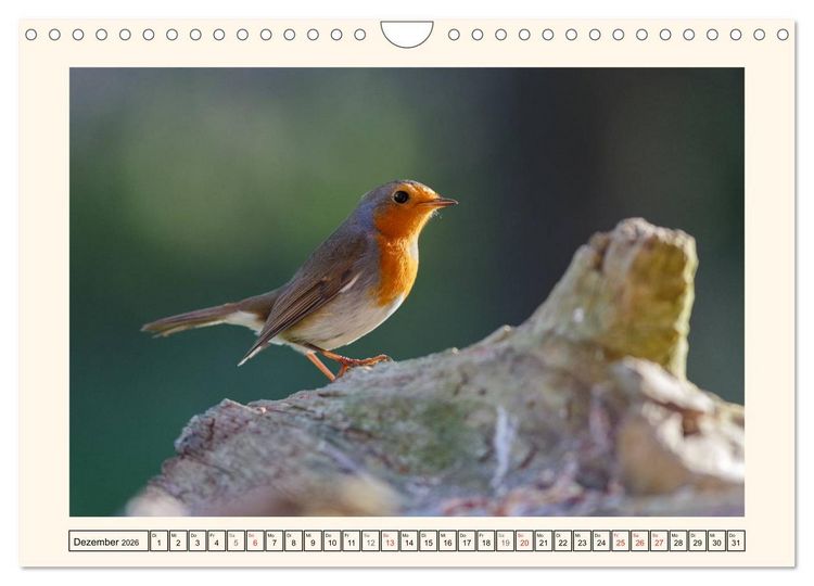 Produktbild: Gefiederte Sch&ouml;nheiten - Das Rotkehlchen (Wandkalender 2026 DIN A4 quer), CALVENDO Monatskalender