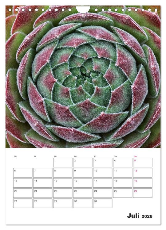 Produktbild: Ich liebe Sempervivum (Wandkalender 2026 DIN A4 hoch), CALVENDO Monatskalender