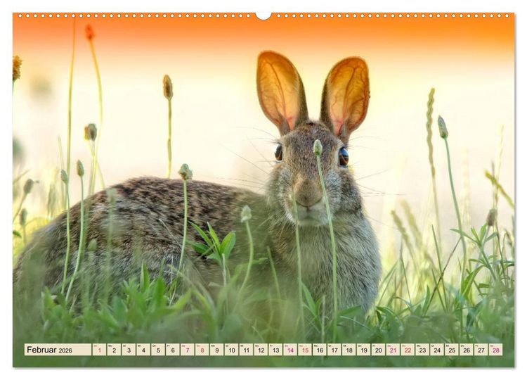 Produktbild: Feldhasen und Kaninchen (hochwertiger Premium Wandkalender 2026 DIN A2 quer), Kunstdruck in Hochglanz