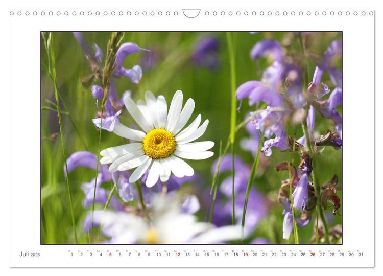 Produktbild: Sanfte Natur (Wandkalender 2026 DIN A3 quer), CALVENDO Monatskalender