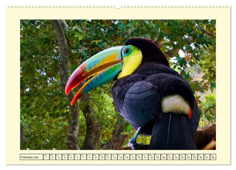 Produktbild: Toucans - clowns of the jungle (Wall Calendar 2026 DIN A2 landscape), CALVENDO 12 Month Wall Calendar