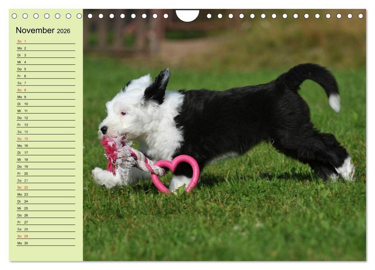 Produktbild: Traumhund Bobtail (Wandkalender 2026 DIN A4 quer), CALVENDO Monatskalender