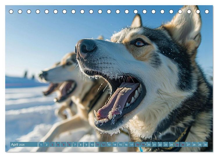 Produktbild: Schlittenhund Tr&auml;ume (Tischkalender 2026 DIN A5 quer), CALVENDO Monatskalender