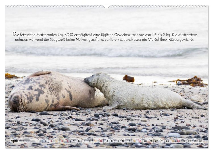 Produktbild: Kegelrobben auf der Insel D&uuml;ne (Wandkalender 2026 DIN A2 quer), CALVENDO Monatskalender