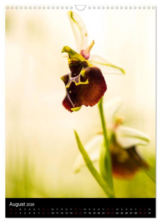 Produktbild: Im richtigen Licht: Wilde Orchideen in S&uuml;dbayern (Wandkalender 2026 DIN A3 hoch), CALVENDO Monatskalender