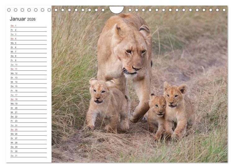 Produktbild: Emotionale Momente: L&ouml;wenbabys - so s&uuml;&szlig;. (Wandkalender 2026 DIN A4 quer), CALVENDO Monatskalender