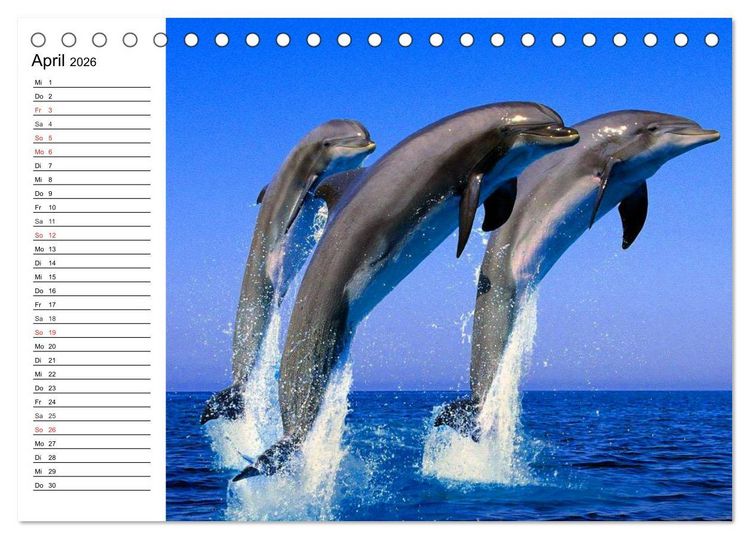 Produktbild: Delfine - L&auml;chelnde Intelligenz (Tischkalender 2026 DIN A5 quer), CALVENDO Monatskalender