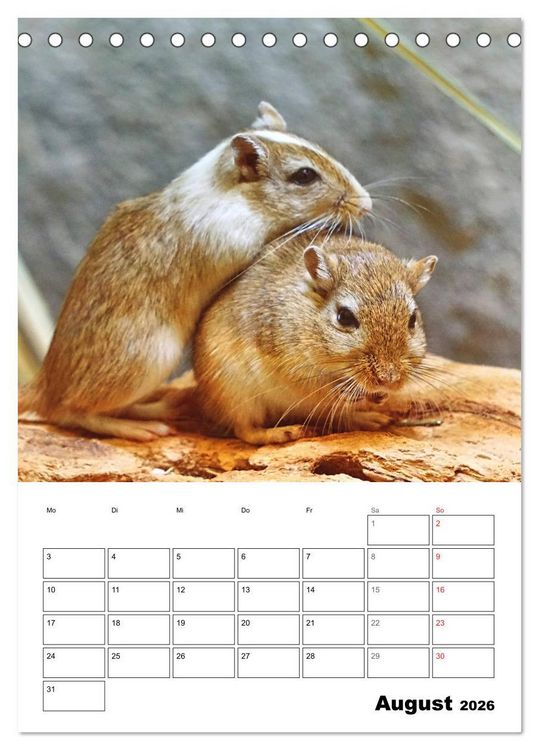 Produktbild: Mongolische Rennm&auml;use (Tischkalender 2026 DIN A5 hoch), CALVENDO Monatskalender