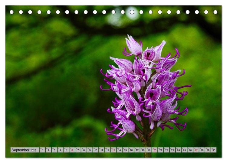 Produktbild: Orchideenwiese 2026 (Tischkalender 2026 DIN A5 quer), CALVENDO Monatskalender