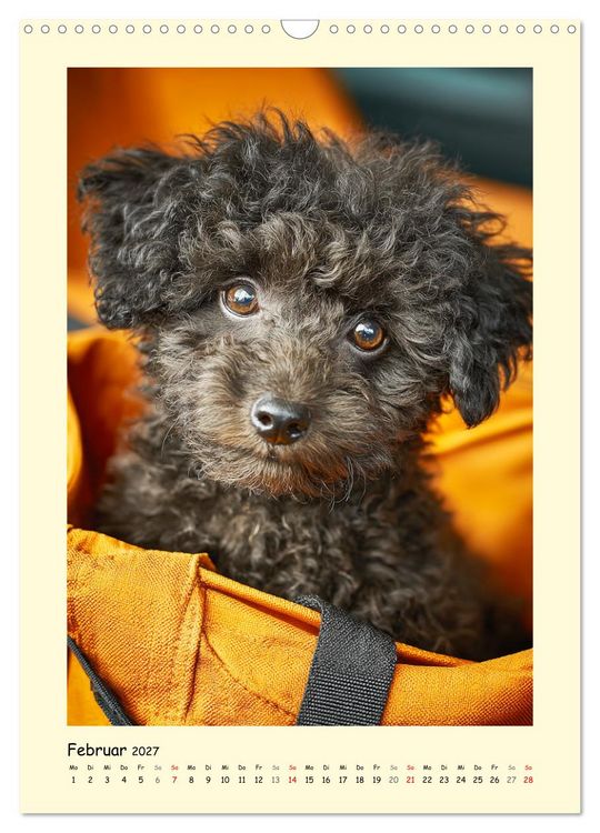 Produktbild: Pudelzauber. Flauschige Hunde f&uuml;r Herz und Seele (Wandkalender 2027 DIN A3 hoch), CALVENDO Monatskalender