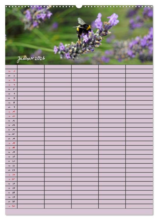 Produktbild: Naturzauber Lavendel - Familienplaner (hochwertiger Premium Wandkalender 2026 DIN A2 hoch), Kunstdruck in Hochglanz