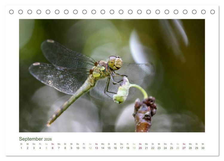 Produktbild: Heimische Insekten 2026 (Tischkalender 2026 DIN A5 quer), CALVENDO Monatskalender