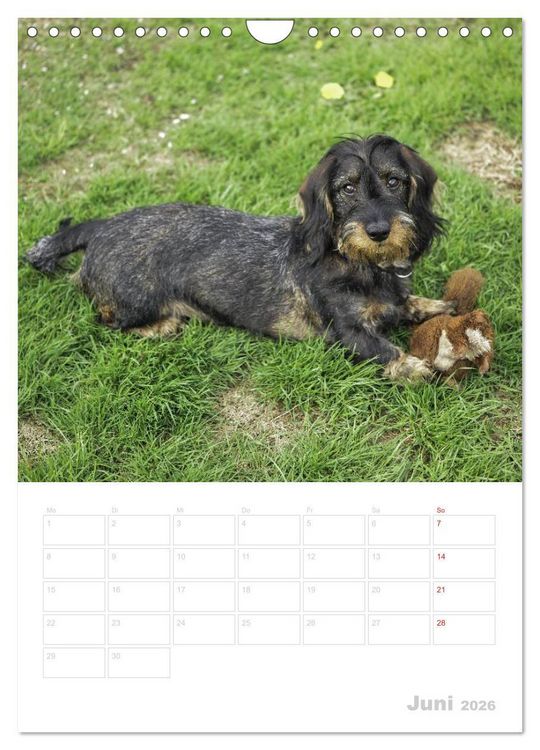 Produktbild: Der Dackel - mein kleiner Freund (Wandkalender 2026 DIN A4 hoch), CALVENDO Monatskalender
