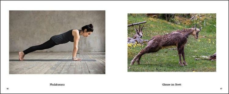 Produktbild: Tiere machen Yoga
