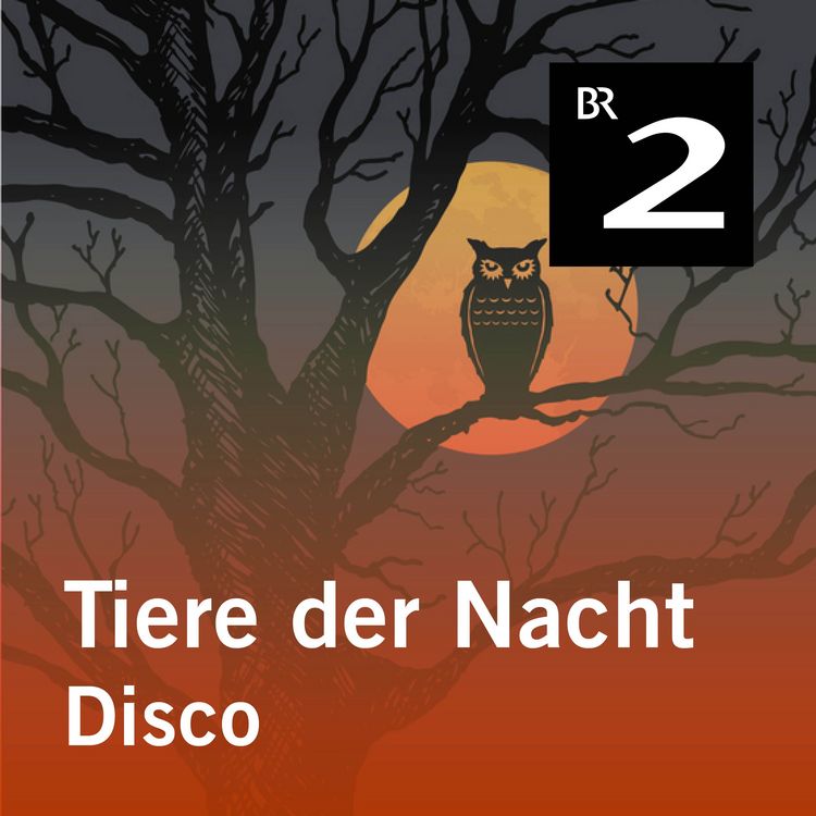 Produktbild: Tiere der Nacht: Disco