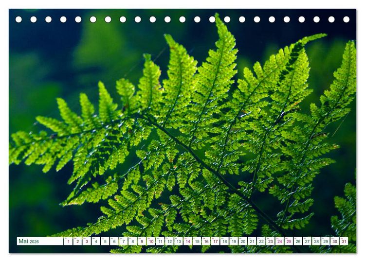 Produktbild: GR&Uuml;N . Die Kraft der Natur (Tischkalender 2026 DIN A5 quer), CALVENDO Monatskalender