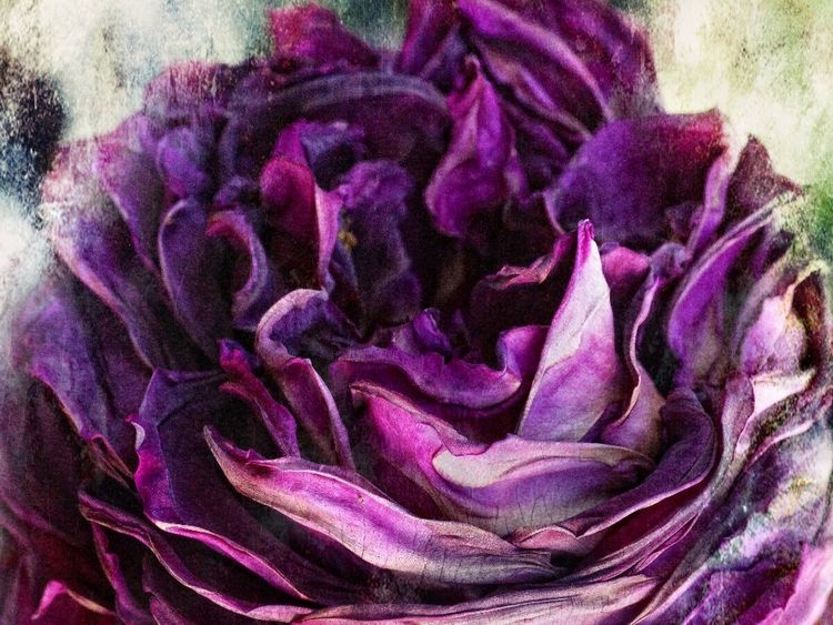 Produktbild: CALVENDO Puzzle Rosen Nostalgie | 1000 Teile Lege-Gr&ouml;&szlig;e 64x48cm Foto-Puzzle f&uuml;r gl&uuml;ckliche Stunden