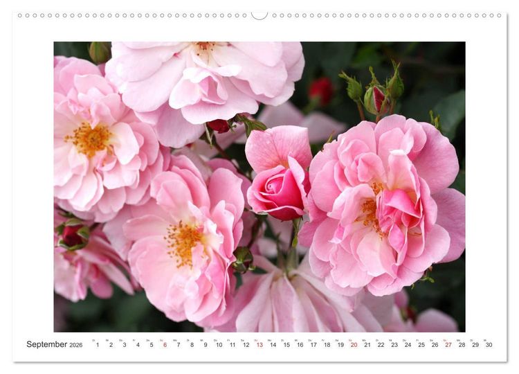 Produktbild: Rosenlust (Wandkalender 2026 DIN A2 quer), CALVENDO Monatskalender