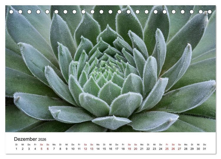 Produktbild: Sukkulenten Galerie (Tischkalender 2026 DIN A5 quer), CALVENDO Monatskalender