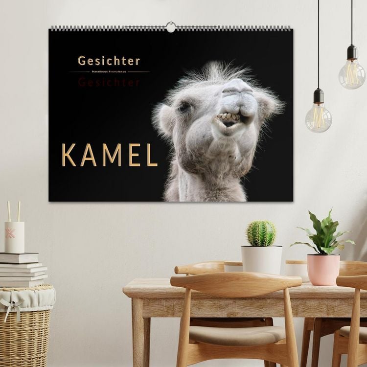 Produktbild: Kamel Gesichter (Wandkalender 2026 DIN A2 quer), CALVENDO Monatskalender