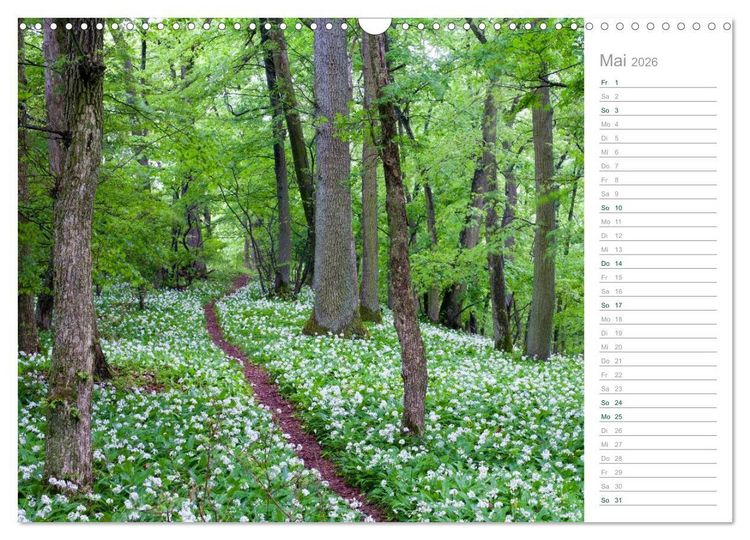 Produktbild: Im Deutschen Wald 2026 - ein Notizkalender (Wandkalender 2026 DIN A3 quer), CALVENDO Monatskalender