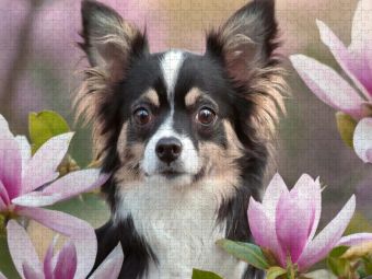 Produktbild: CALVENDO Puzzle Portrait eines schwarz-wei&szlig;en Chihuahua der durch Magnolien schaut | 1000 Teile Lege-Gr&ouml;&szlig;e 64x48cm Foto-Puzzle f&uuml;r gl&uuml;ckliche Stunden