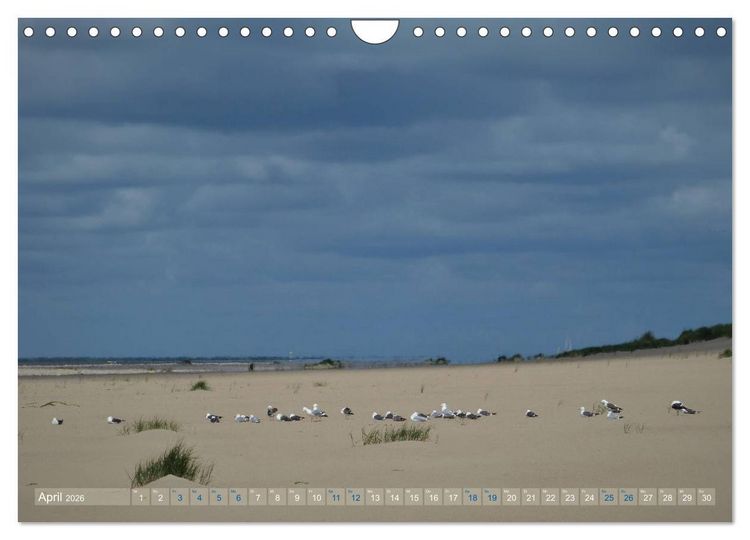 Produktbild: Texel. Neue D&uuml;nen (Wandkalender 2026 DIN A4 quer), CALVENDO Monatskalender