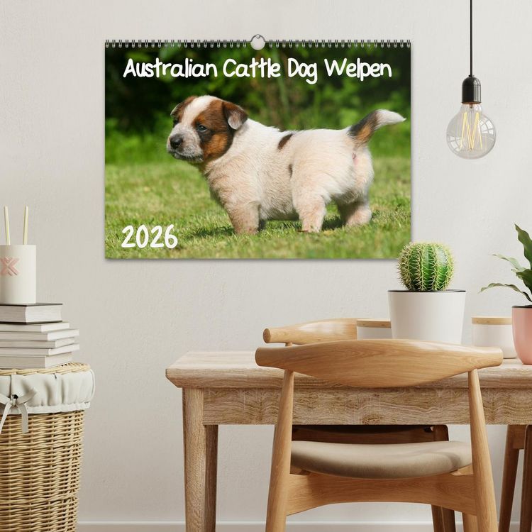 Produktbild: Australian Cattle Dog Welpen (Wandkalender 2026 DIN A3 quer), CALVENDO Monatskalender