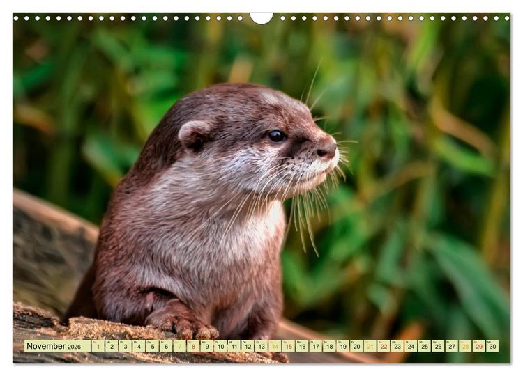 Produktbild: Fischotter - putzige Kerlchen und elegante Schwimmer (Wandkalender 2026 DIN A3 quer), CALVENDO Monatskalender