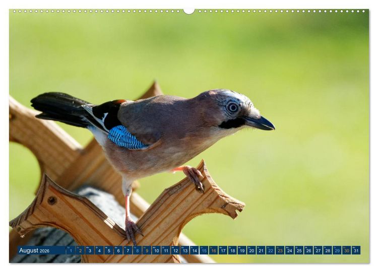 Produktbild: Eichelh&auml;her - Egon der Eichelh&auml;her fotografiert von Ostfriesenfotografie (Wandkalender 2026 DIN A2 quer), CALVENDO Monatskalender