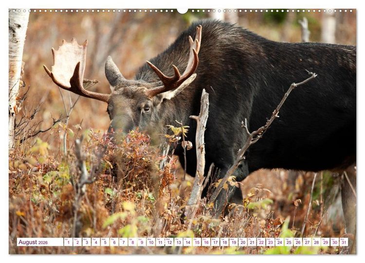 Produktbild: THE NORTHERN WOODLANDS MOOSE (Wall Calendar 2026 DIN A2 landscape), CALVENDO 12 Month Wall Calendar
