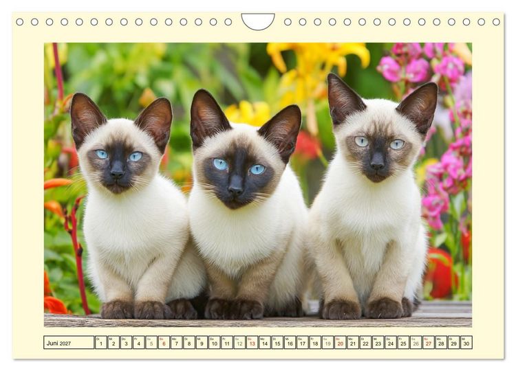 Produktbild: Sch&ouml;ne Katzen. Beliebte Samtpfoten im Garten (Wandkalender 2027 DIN A4 quer), CALVENDO Monatskalender