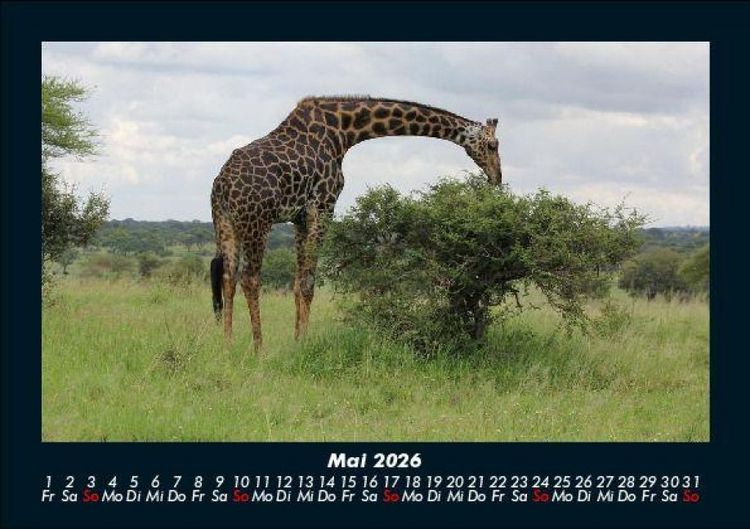 Produktbild: Giraffen 2026 Fotokalender DIN A5