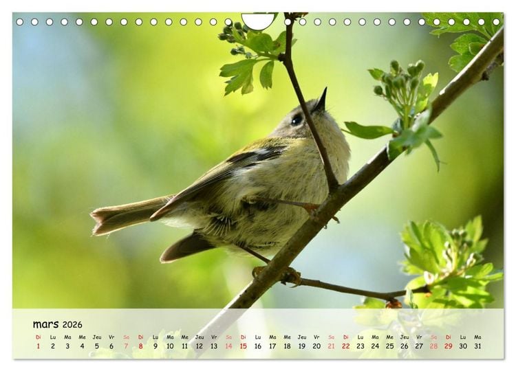Produktbild: OISEAUX des Jardins et For&ecirc;ts (Calendrier mural 2026 DIN A4 vertical), CALVENDO calendrier mensuel
