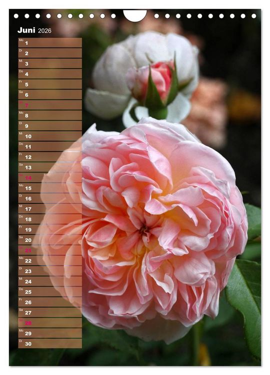 Produktbild: Rosen f&uuml;r DICH / Geburtstagskalender (Wandkalender 2026 DIN A4 hoch), CALVENDO Monatskalender