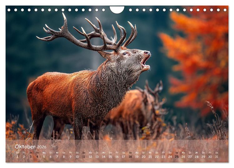 Produktbild: Jagd und Natur - Kalender f&uuml;r J&auml;ger mit Wildtieren Deutschlands im Jahreslauf (Wandkalender 2026 DIN A4 quer), CALVENDO Monatskalender