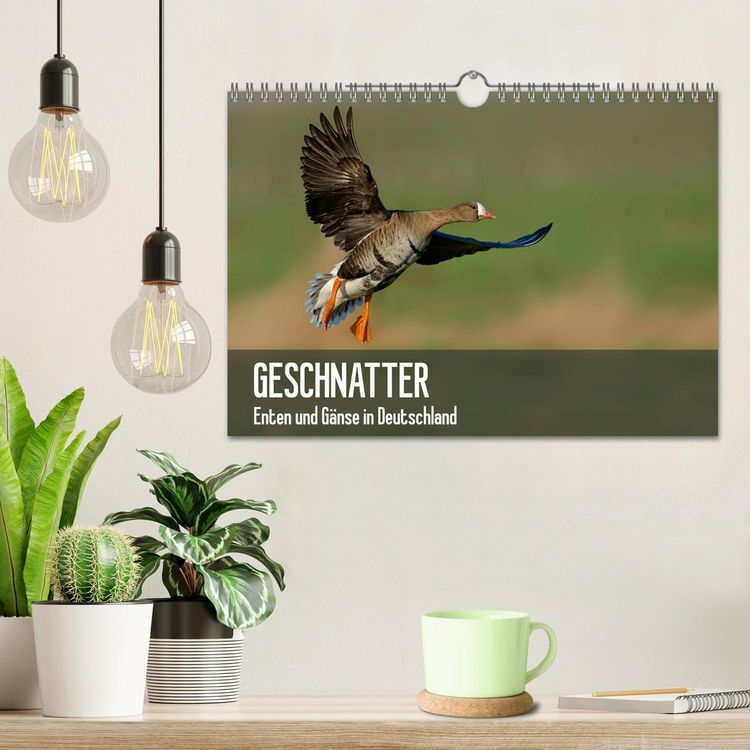 Produktbild: Geschnatter - Enten und G&auml;nse in Deutschland (Wandkalender 2026 DIN A4 quer), CALVENDO Monatskalender