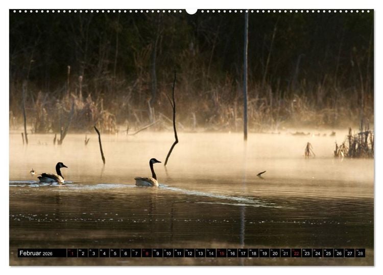 Produktbild: KANADA-GANS - Der 'hupende' Vogel (hochwertiger Premium Wandkalender 2026 DIN A2 quer), Kunstdruck in Hochglanz
