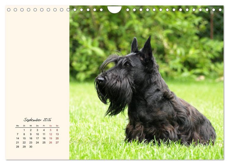 Produktbild: Scottish Terrier - Charmantes Rauhbein (Wandkalender 2026 DIN A4 quer), CALVENDO Monatskalender