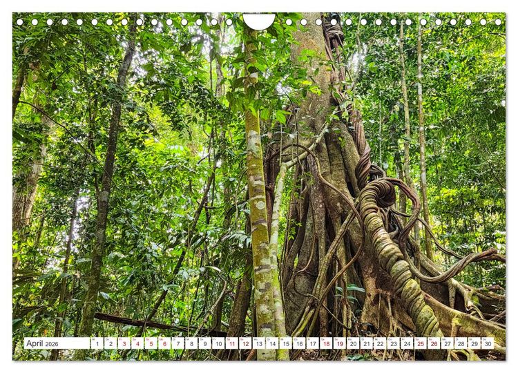 Produktbild: Gunung Leuser Nationalpark Sumatra (Wandkalender 2026 DIN A4 quer), CALVENDO Monatskalender