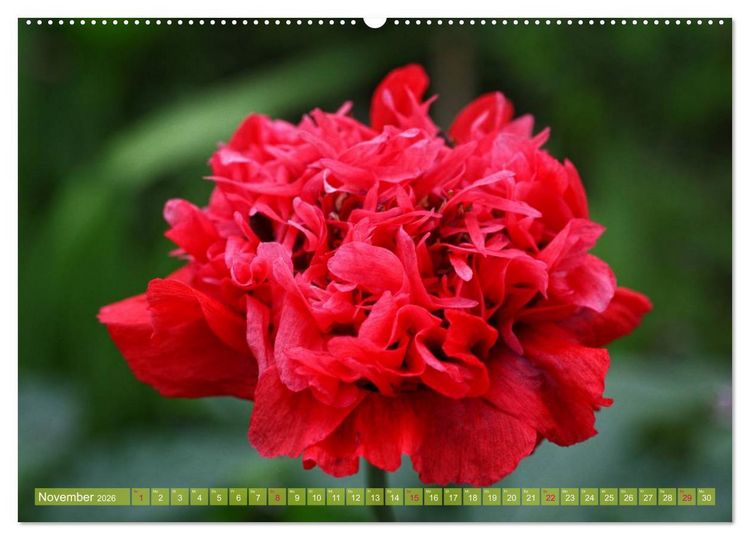 Produktbild: Mohn Tage (hochwertiger Premium Wandkalender 2026 DIN A2 quer), Kunstdruck in Hochglanz