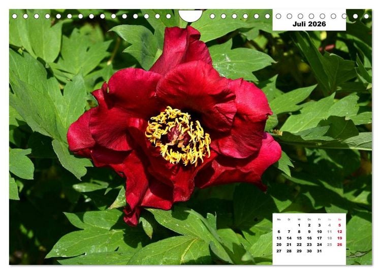 Produktbild: Zauber der P&auml;onien-Bl&uuml;te (Wandkalender 2026 DIN A4 quer), CALVENDO Monatskalender